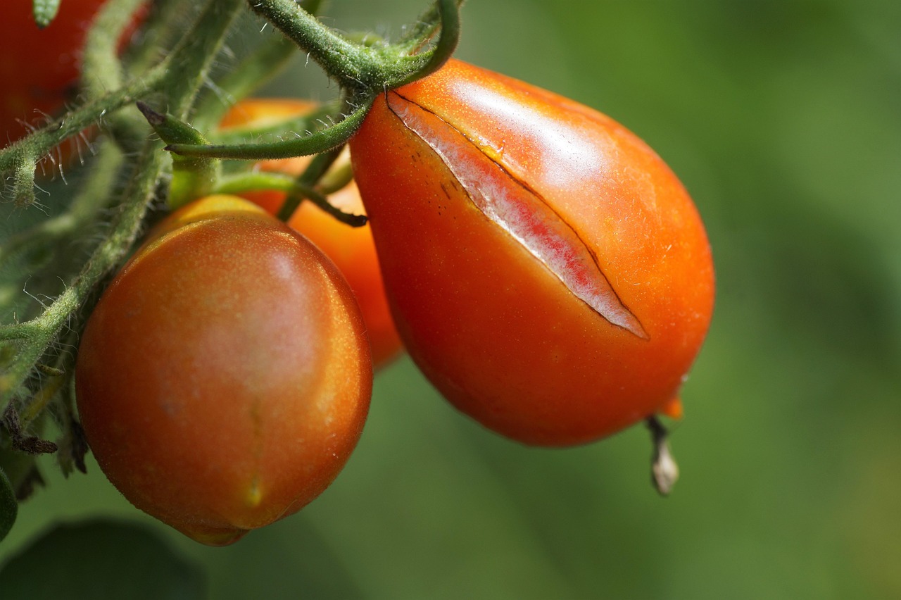 tomato cracked tomato crack gardens cultivation reason cause fruit cracking