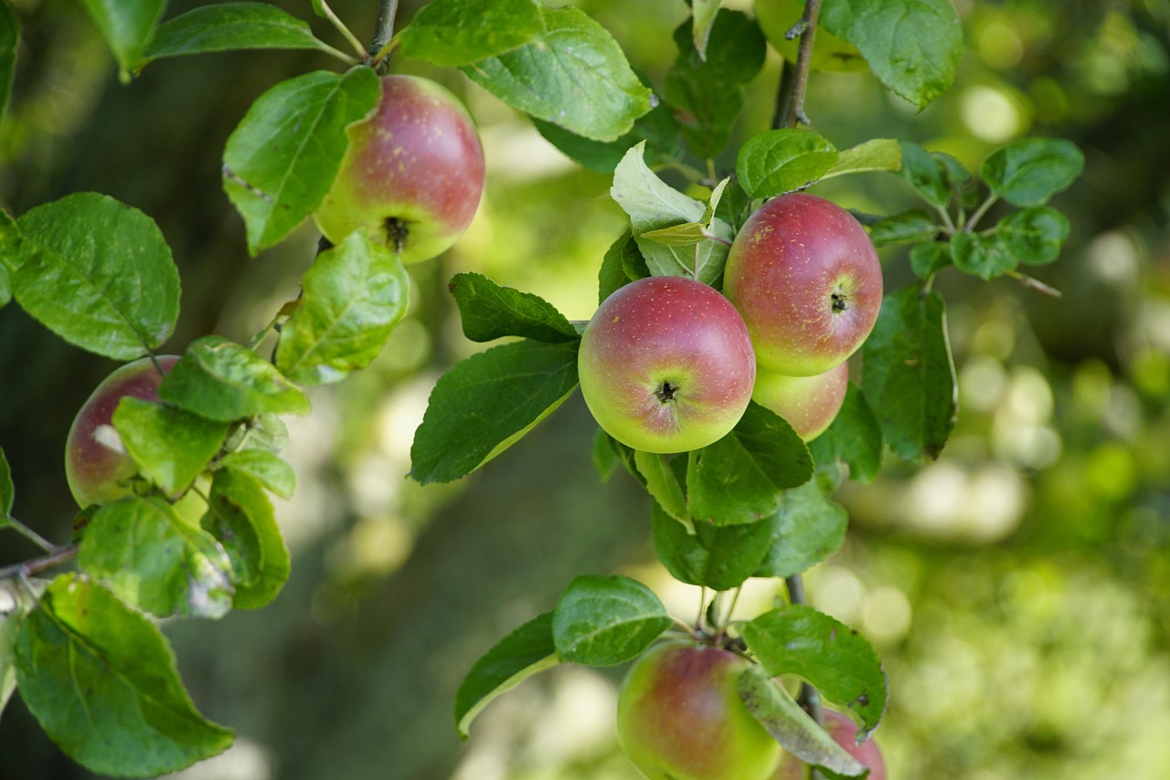 apples apple tree ripe apples autumn fall organic seasonal apples apples apples apples apples apple tree apple tree apple tree apple tree organic organic organic organic