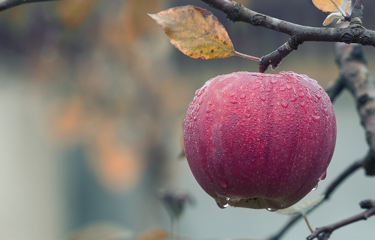 apple water droplets fruit moist dew dewdrops red apple fresh fresh apple ripe ripe apple produce harvest organic healthy nature agriculture orchard close up apple apple apple apple apple fruit