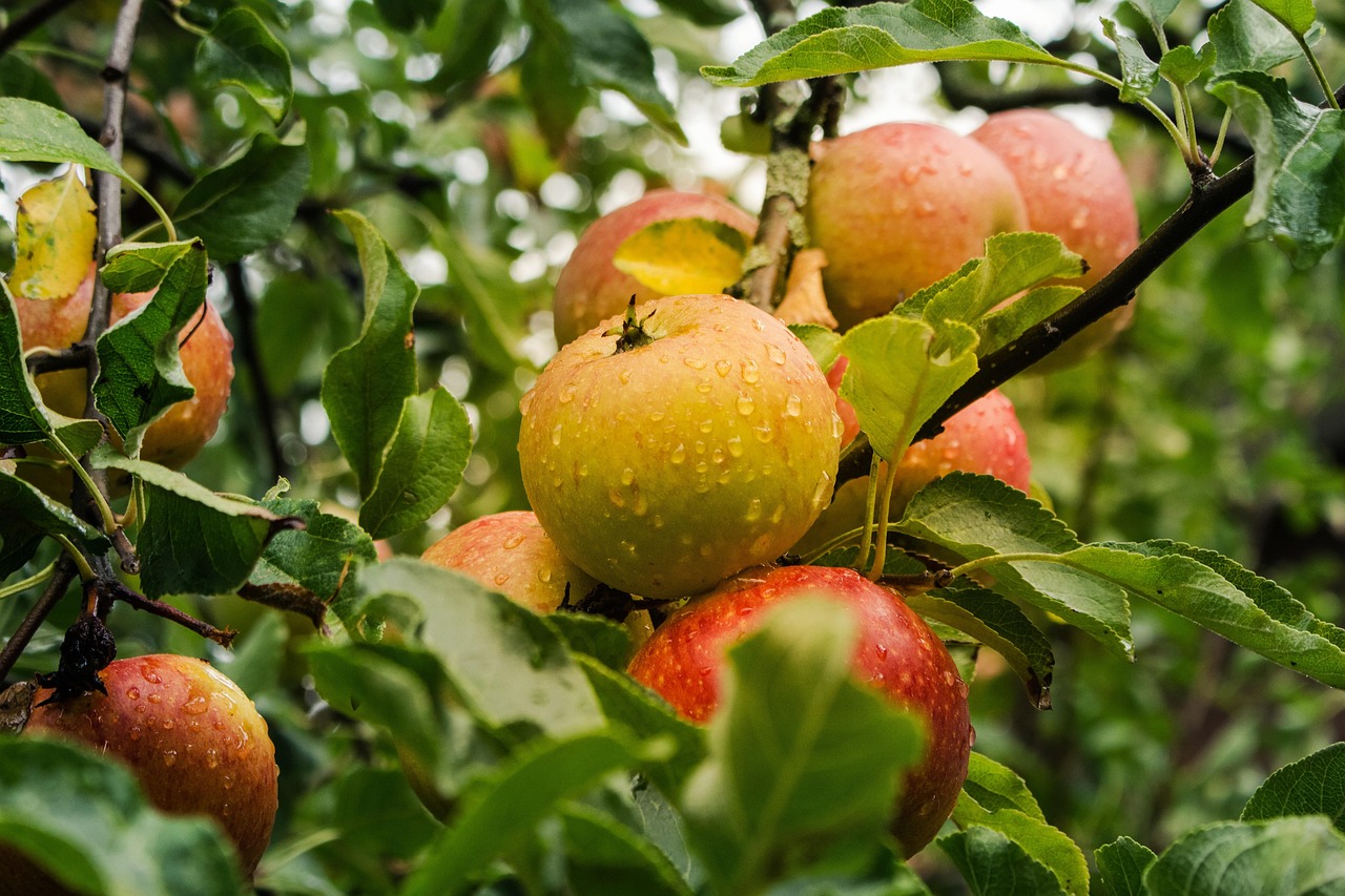 apple apple tree fruits food fresh healthy ripe organic sweet produce harvest apple apple apple apple apple apple tree apple tree