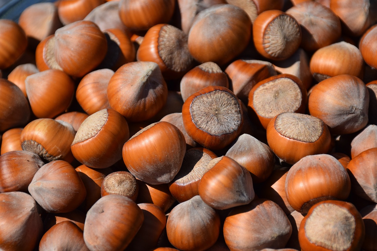 hazelnuts nutrient healthy seed harvest hazelnuts hazelnuts hazelnuts hazelnuts hazelnuts seed seed