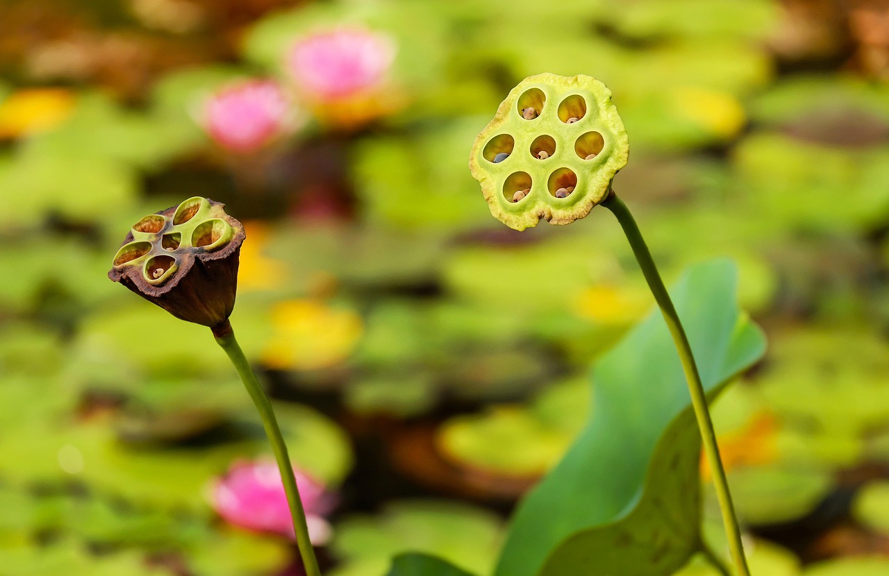 lotus seed pod plant lotus seeds seeds faded aquatic plant pond nature closeup lotus lotus lotus lotus lotus seeds seeds
