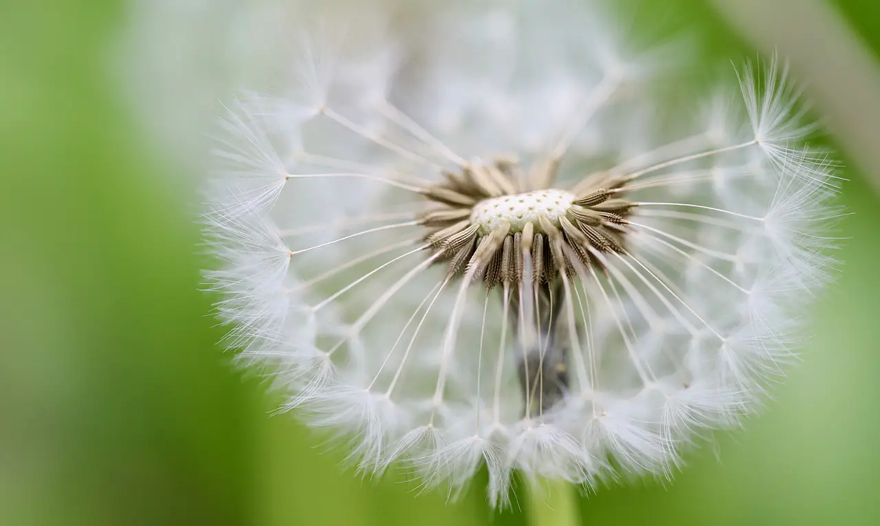 dandelion flying seeds seeds nature pointed flower faded plant wildflowers seed umbrella