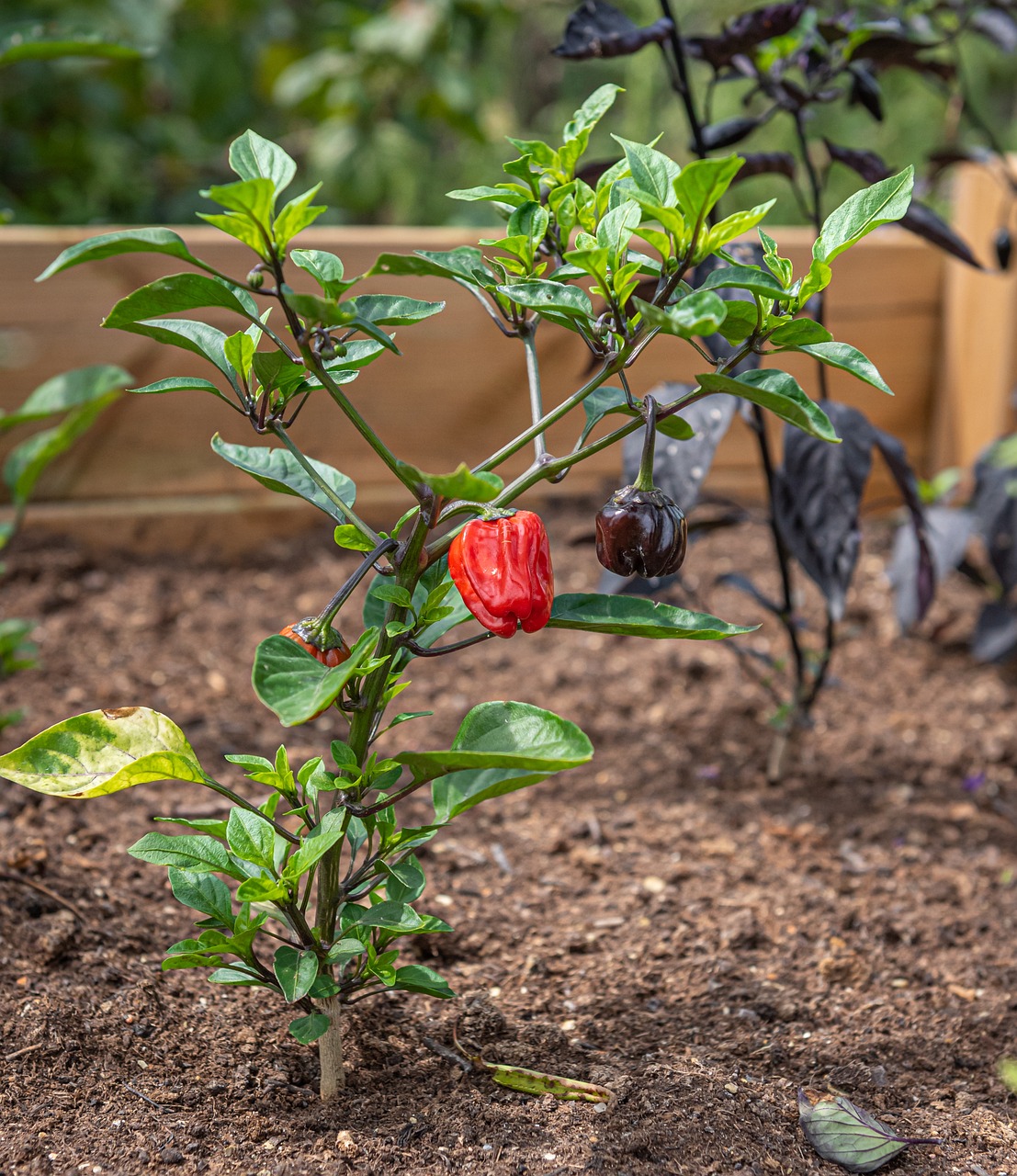 raised bed chili garden herbs nature raised bed raised bed raised bed raised bed raised bed
