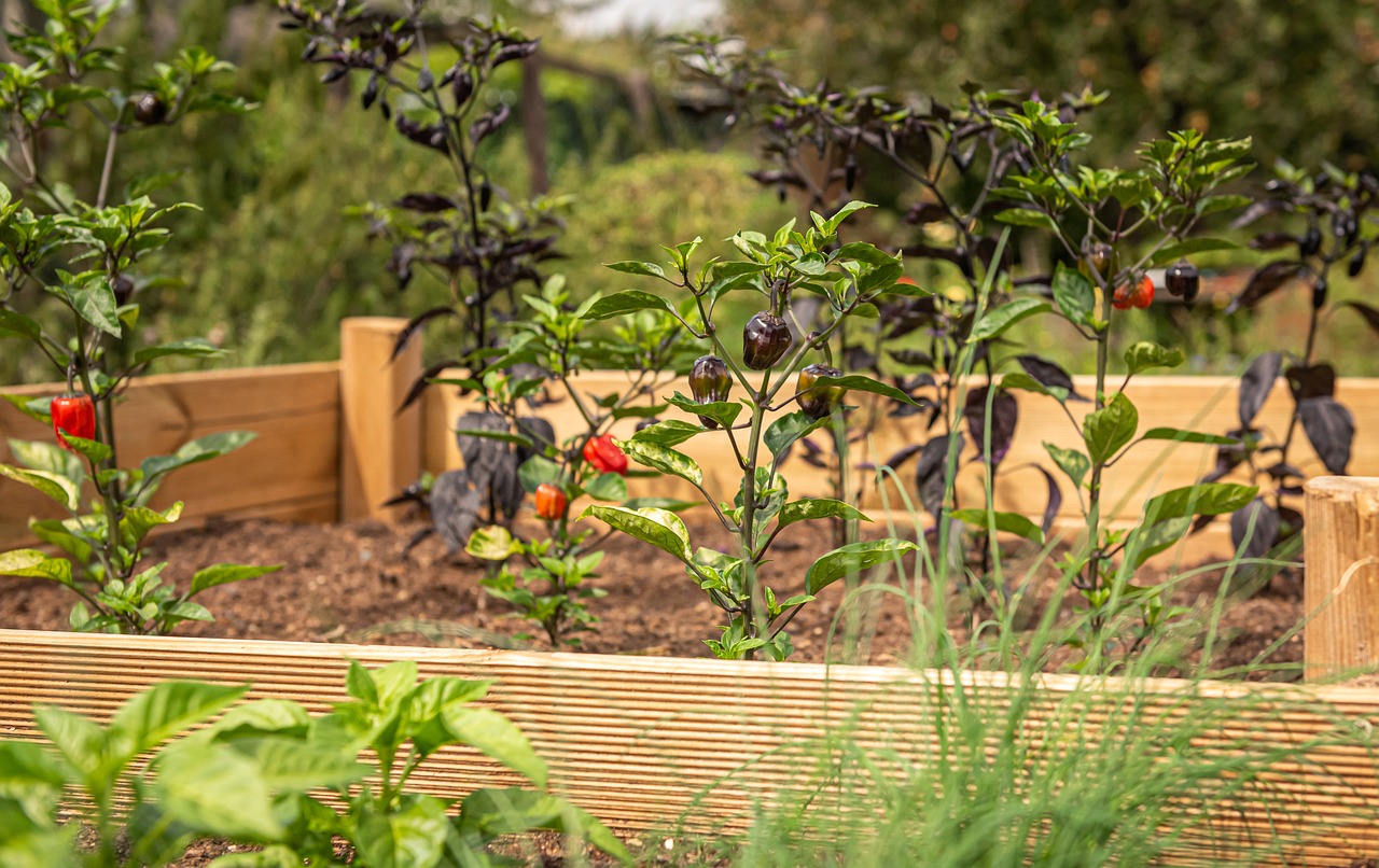 raised bed chili chives garden herbs nature raised bed raised bed raised bed raised bed raised bed