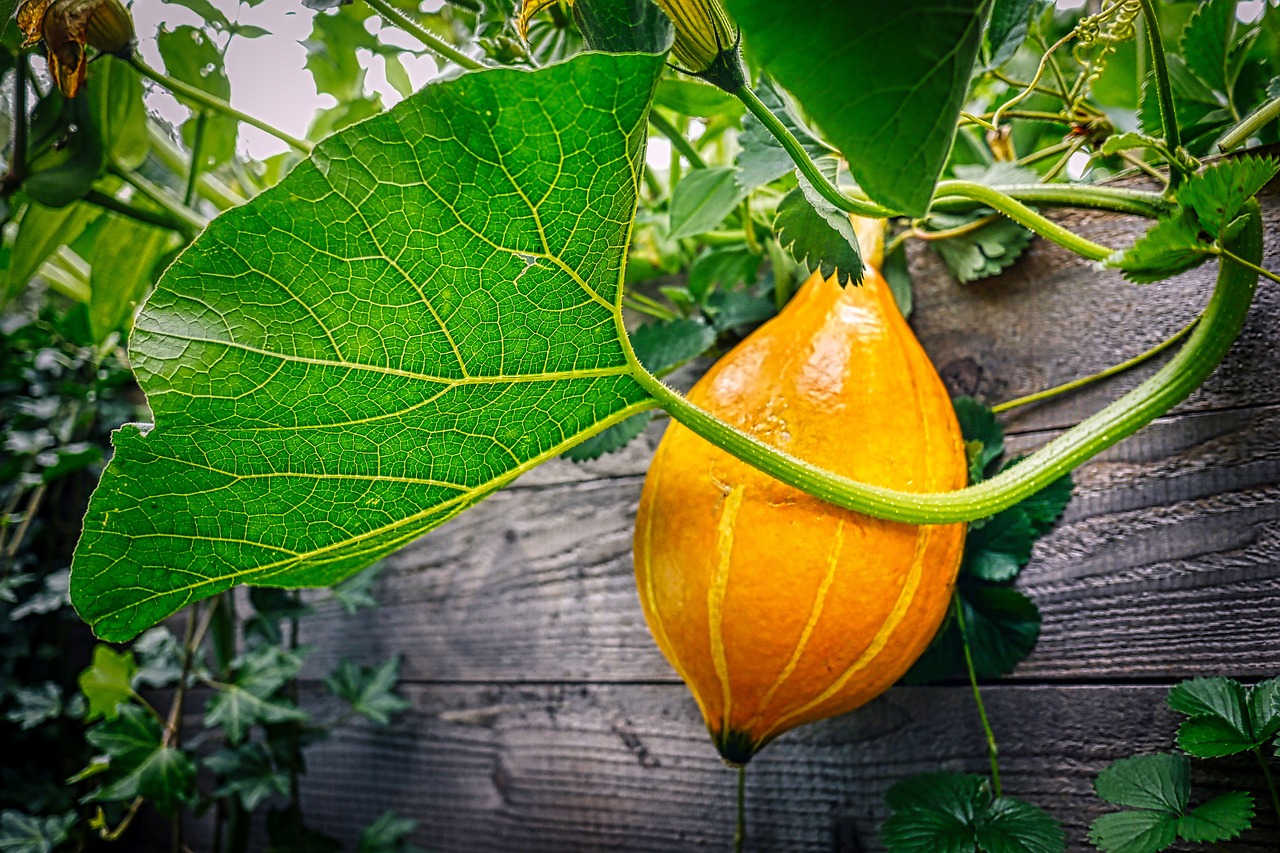 pumpkin garden raised bed halloween fall leaf nature fresh healthy bed plant vegetables allotment food bio self-sufficiency cultivation kitchen garden nourishment self-sufficient raised bed raised bed raised bed raised bed raised bed halloween allotment