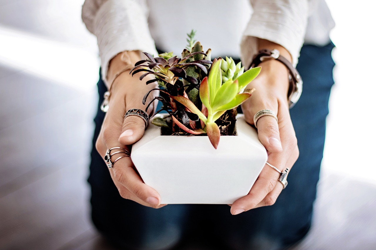 succulents hands pot potted plants indoor plants offer give woman female holding girl natural planting growing succulents indoor plants indoor plants indoor plants indoor plants indoor plants offer give give give planting planting planting
