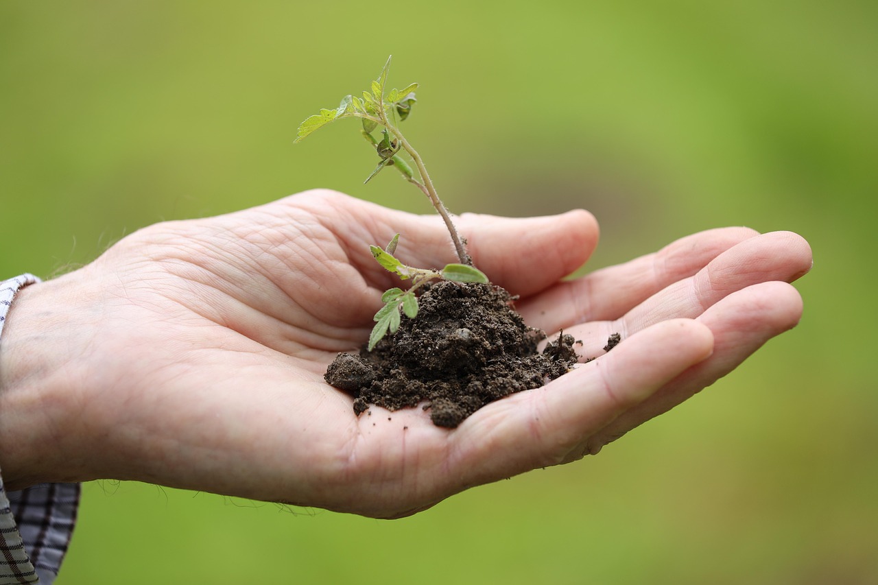 planting transplanting cherry tomato spring season nature plant garden plant plant plant plant plant