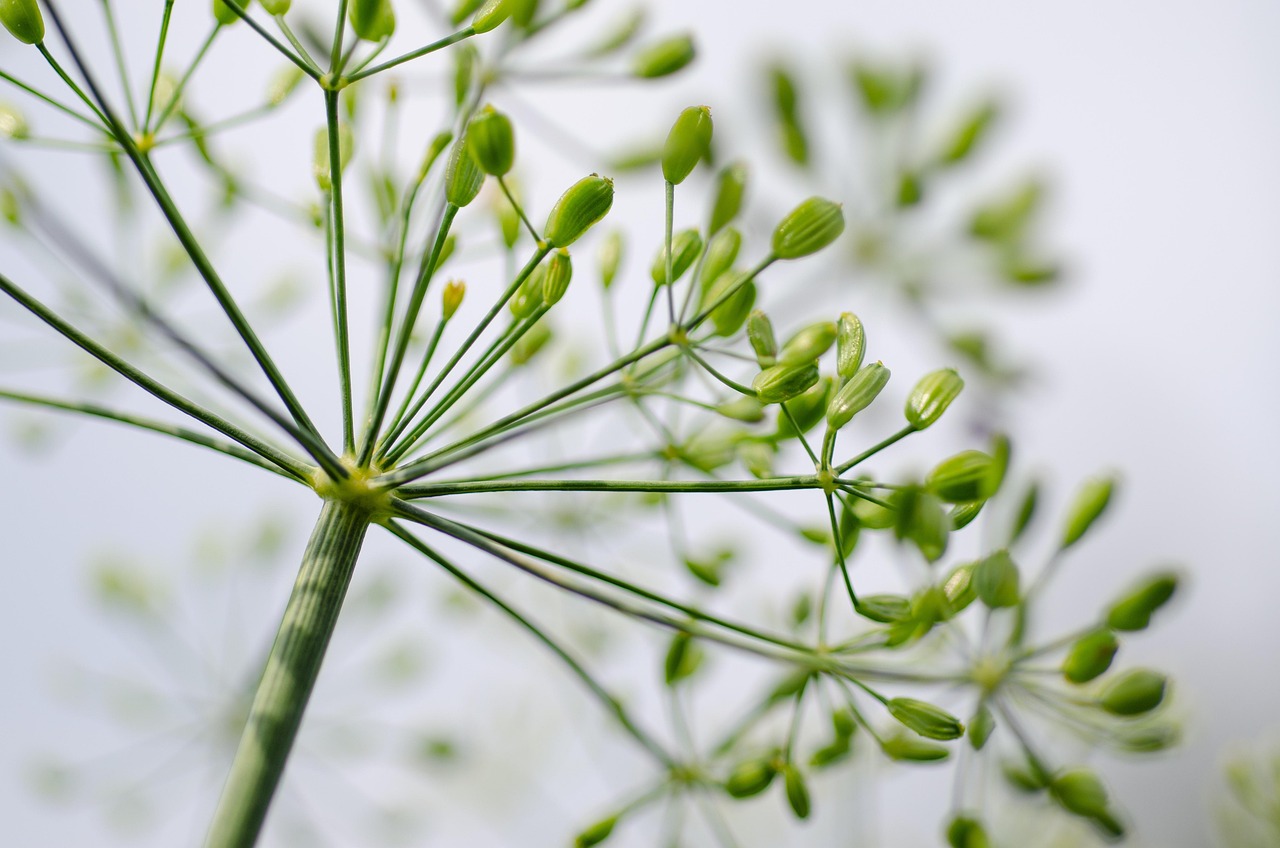 dill spice cucumber herb umbelliferae culinary herbs herbs blossom bloom doppeldolde close up dill dill dill dill herbs herbs herbs herbs herbs