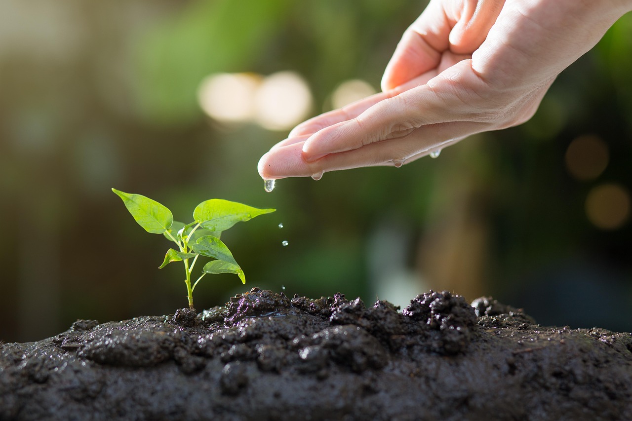 soil plants grow agriculture green life seed tree seeding leaves sprout garden environmental ecology growth planting spring gardening nature soil sprout ecology growth growth planting planting gardening gardening gardening gardening gardening