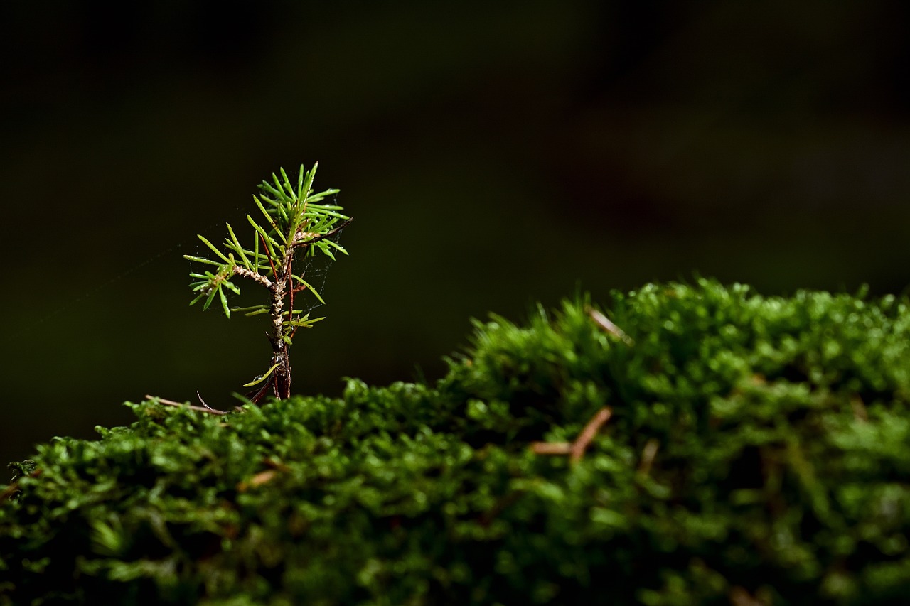 tree  moss  seedling  plant  grows  grow  green  sapling  growth  nature  up close  moss  moss  moss  moss  moss  seedling  seedling  seedling  grow  grow  grow  grow  sapling  sapling  sapling  growth  growth  growth