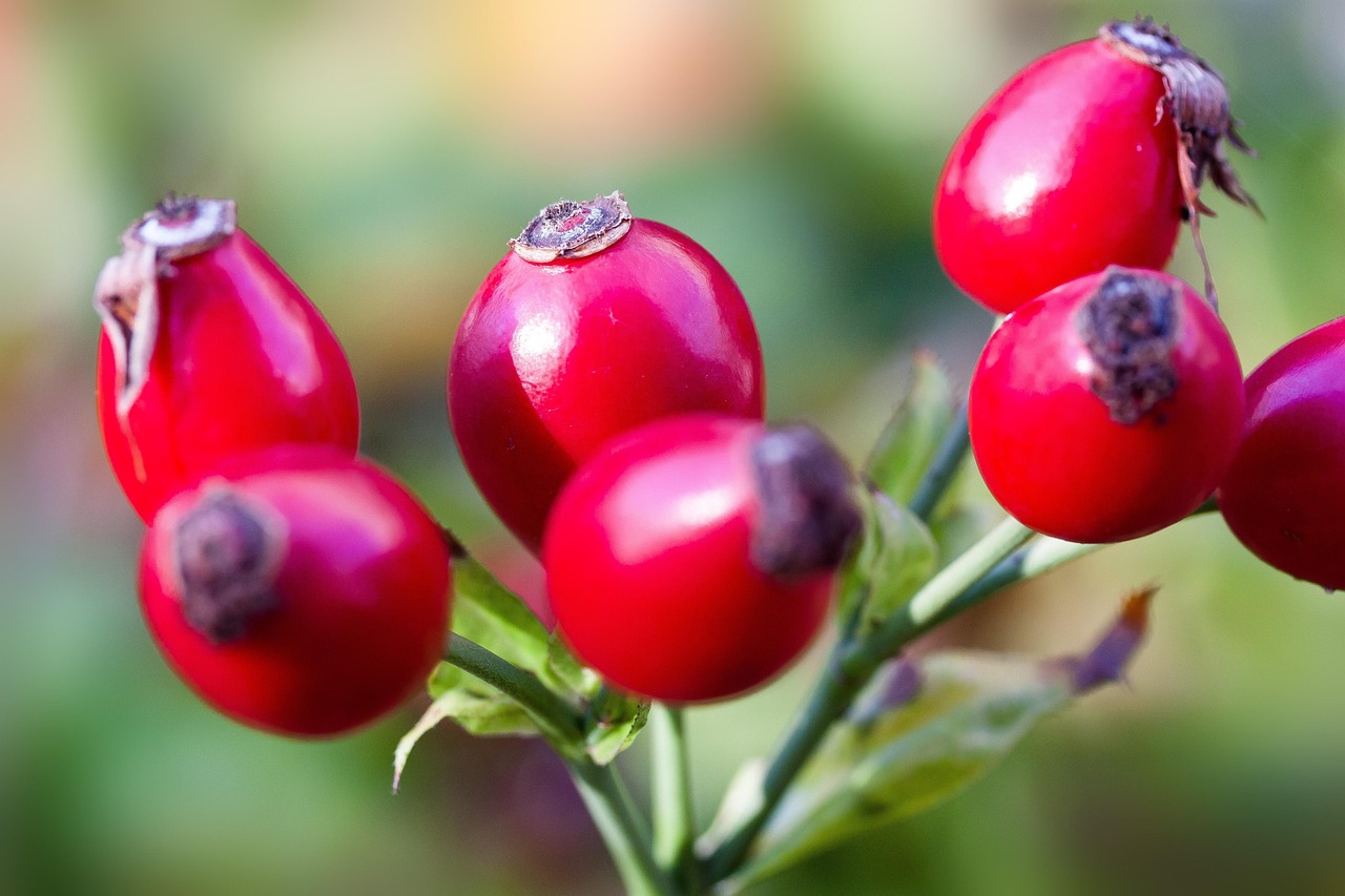 rose hips fruits red wild rose nature plant roses dog rose autumn close up macro rose hips rose hips rose hips rose hips rose hips wild rose wild rose wild rose roses roses dog rose dog rose autumn autumn autumn autumn macro