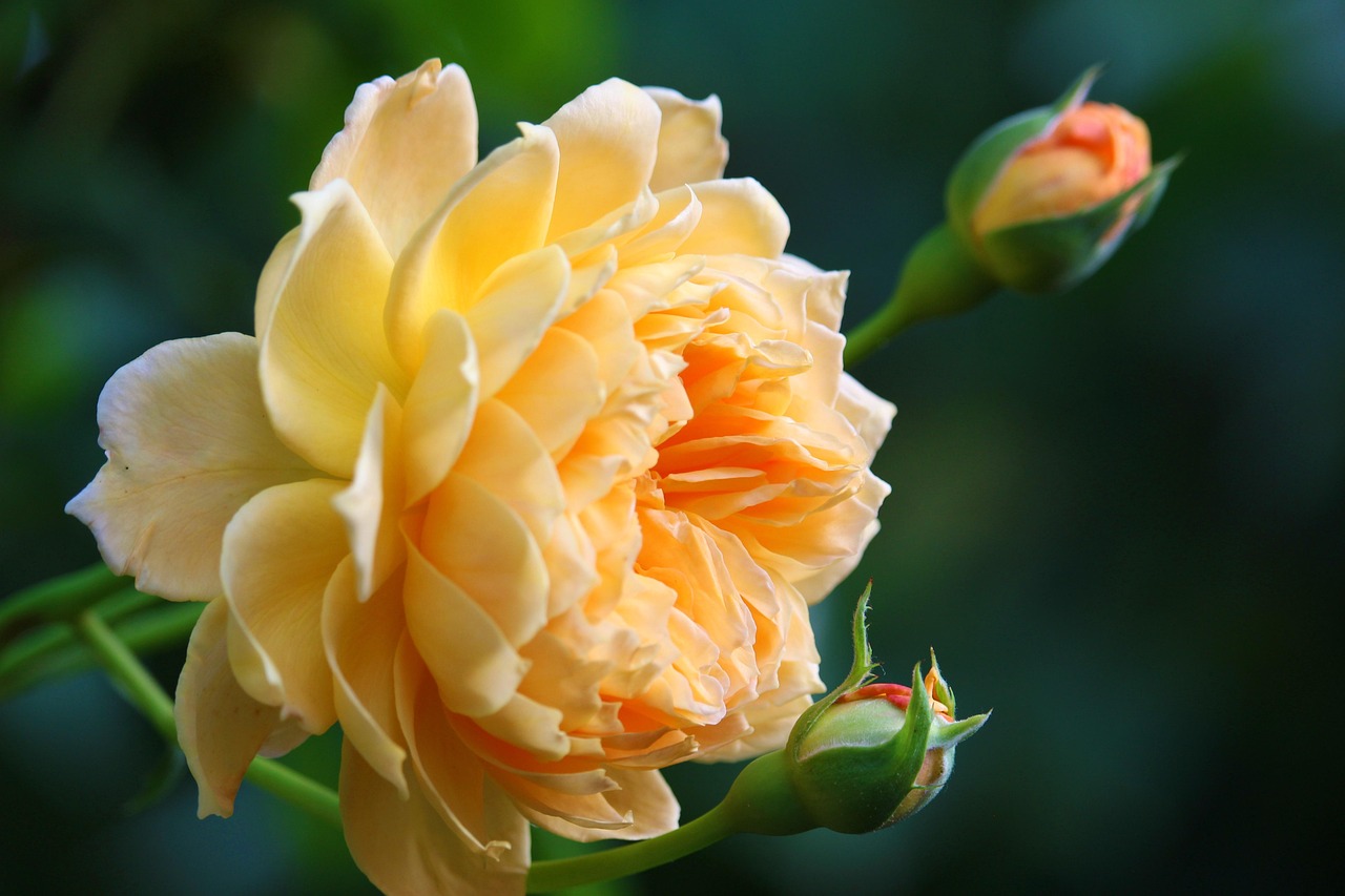 rose petals bud rose bush blossom bloom rose blossom garden rose garden bush rose scented rose english rose rose growing rosebuds rose flower nature orange yellow