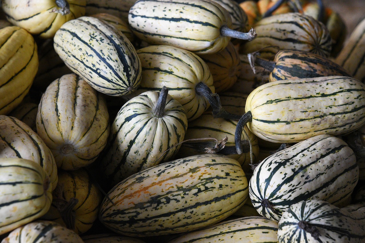 pumpkins autumn gourds field farm harvest fall vegetables farm farm vegetables vegetables vegetables vegetables vegetables