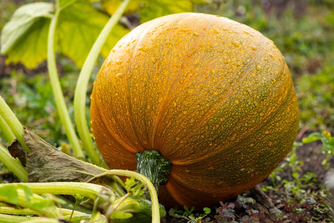 pumpkin nature garden squash vegetable food plant harvest orange fall autumn halloween