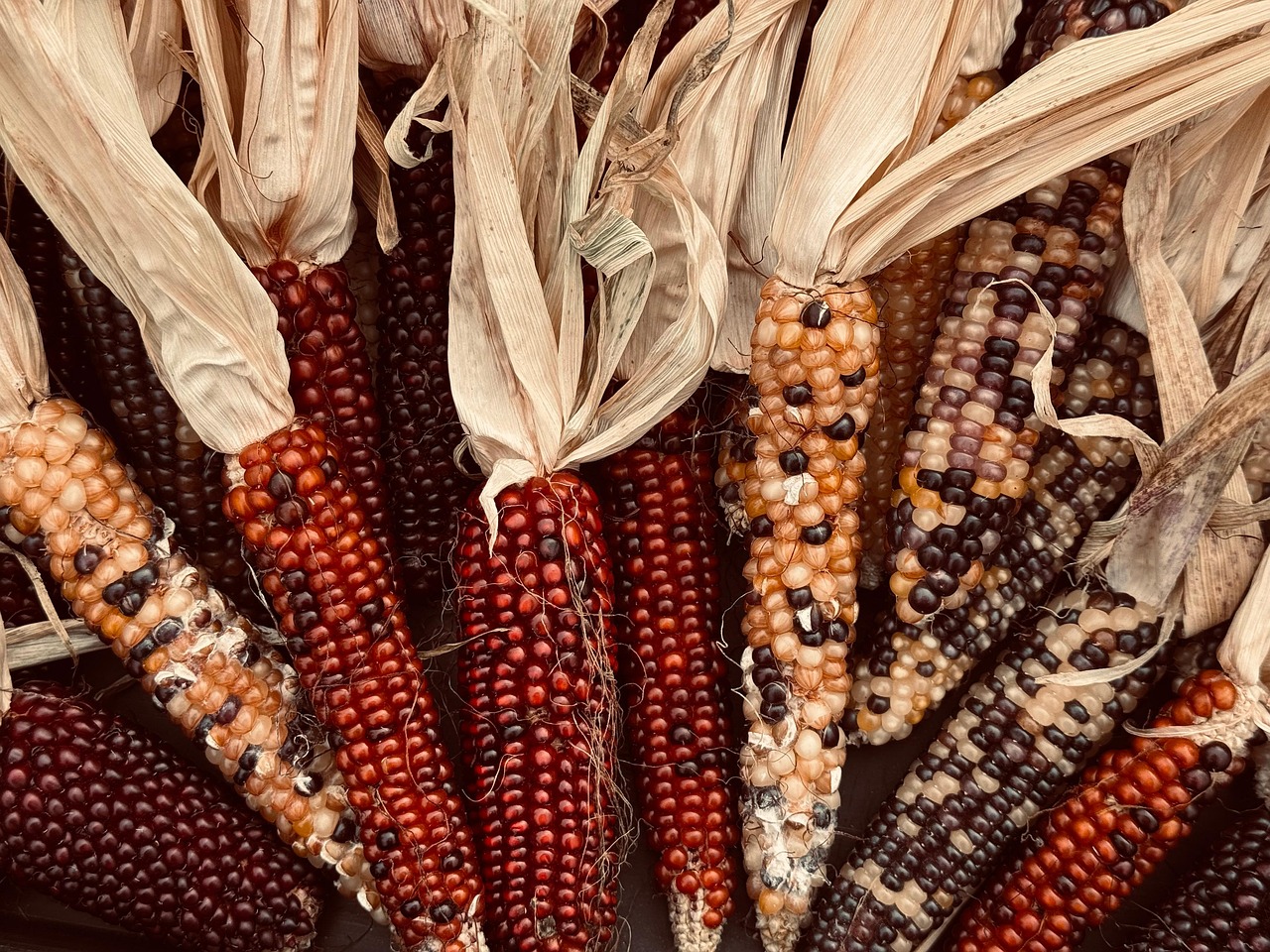 corn harvest fall thanksgiving colorful vegetable