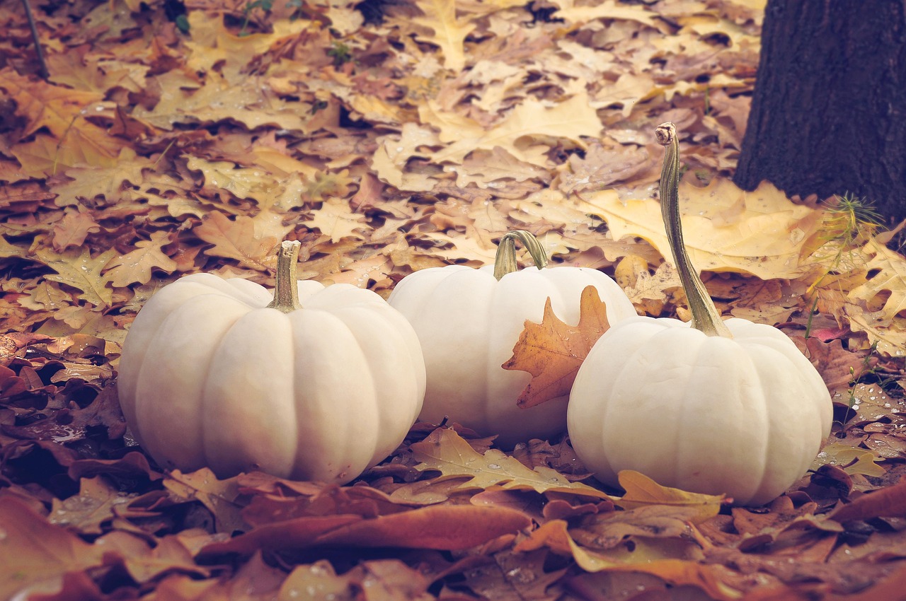 vegetable pumpkin nature autumn leaves fall season