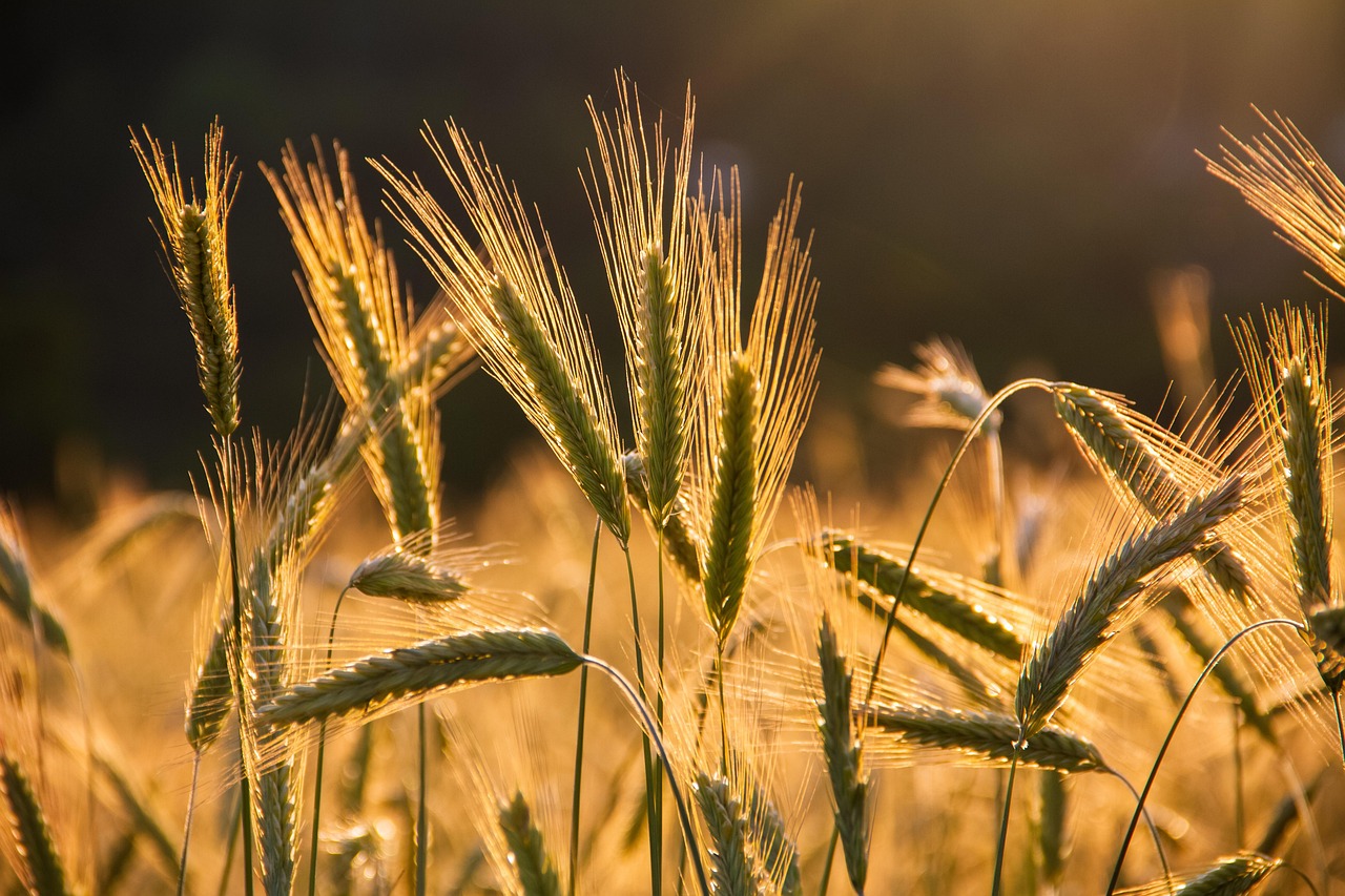 rye spike grains food field arable land harvest grain agriculture cultivation nature lighting mood sunset harvest harvest harvest harvest harvest grain grain agriculture agriculture cultivation