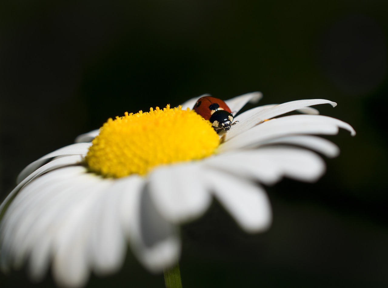 ladybug insect flower background beautiful flowers flower marguerite flower wallpaper nature spring ladybugs
