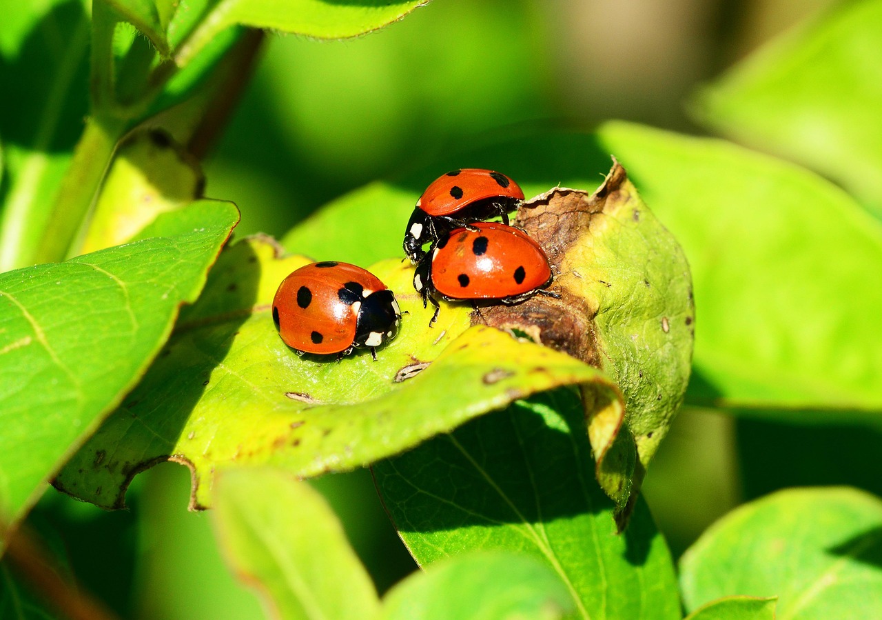 insects beetles ladybugs seven-spot ladybirds coccinella septempunctata animals fauna nature close up ladybugs ladybugs ladybugs ladybugs ladybugs