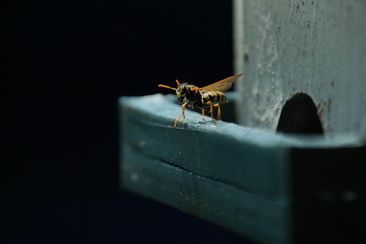 insect wasp entomology species macro wasp wasp wasp wasp wasp