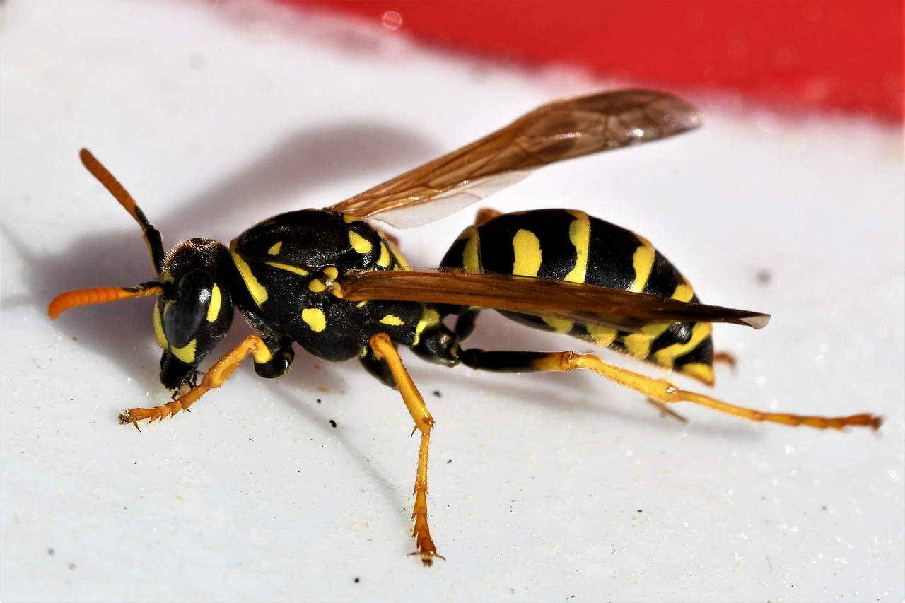 nature wasp insect field wasp beneficial animal macro close up yellow sting annoying dangerous wasp wasp wasp wasp wasp