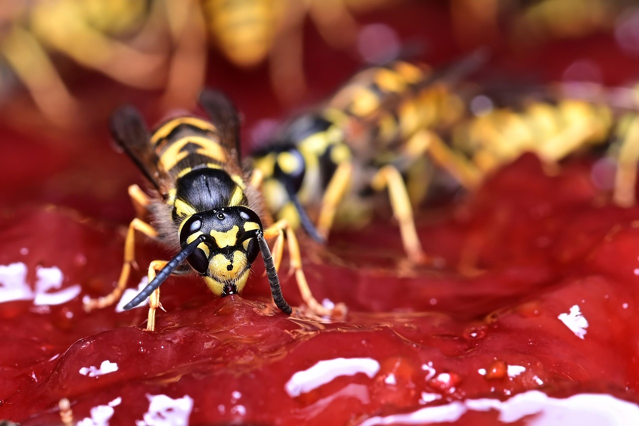 wasp jam insects entomology wasp on jam common wasp german wasp wasp wasp wasp wasp wasp