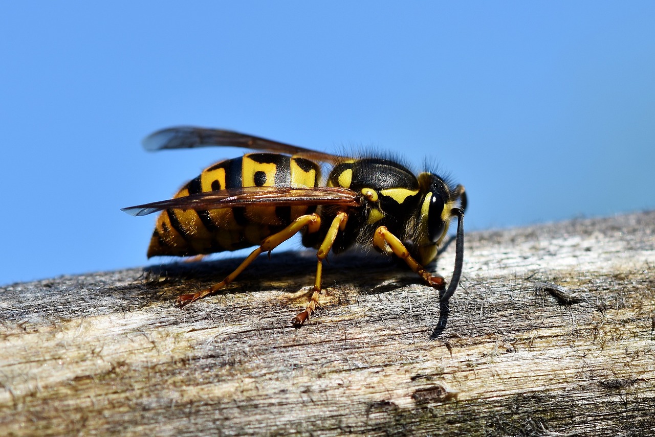 hornet insect wasp sting animal macro prickly close up wing nature garden hornet wasp wasp wasp wasp wasp