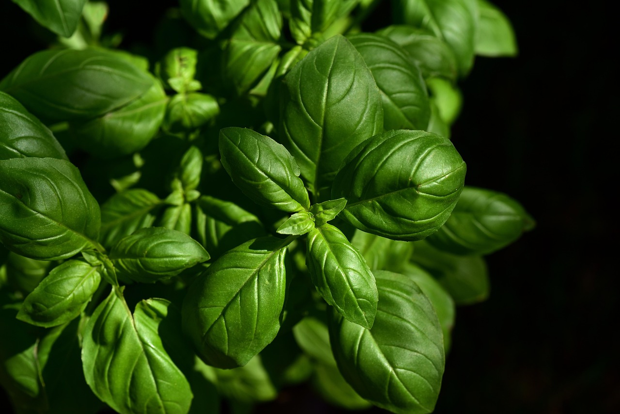 basil herb ingredient leaves aromatic taste culinary herbs seasoning kitchen italy italian cooking nature garden fresh growth