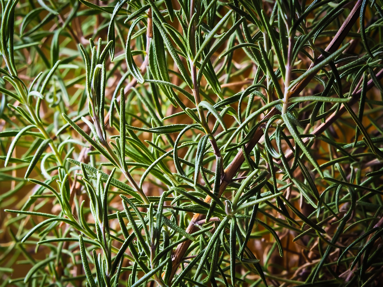 rosemary plant herbs spice food organic natural fragrant culinary herbs rosmarinus mediterranean nature rosemary rosemary rosemary rosemary rosemary herbs