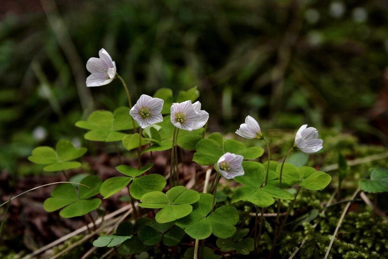 forest floor four leaf clover sorrel wild plant blossoms green white flowers