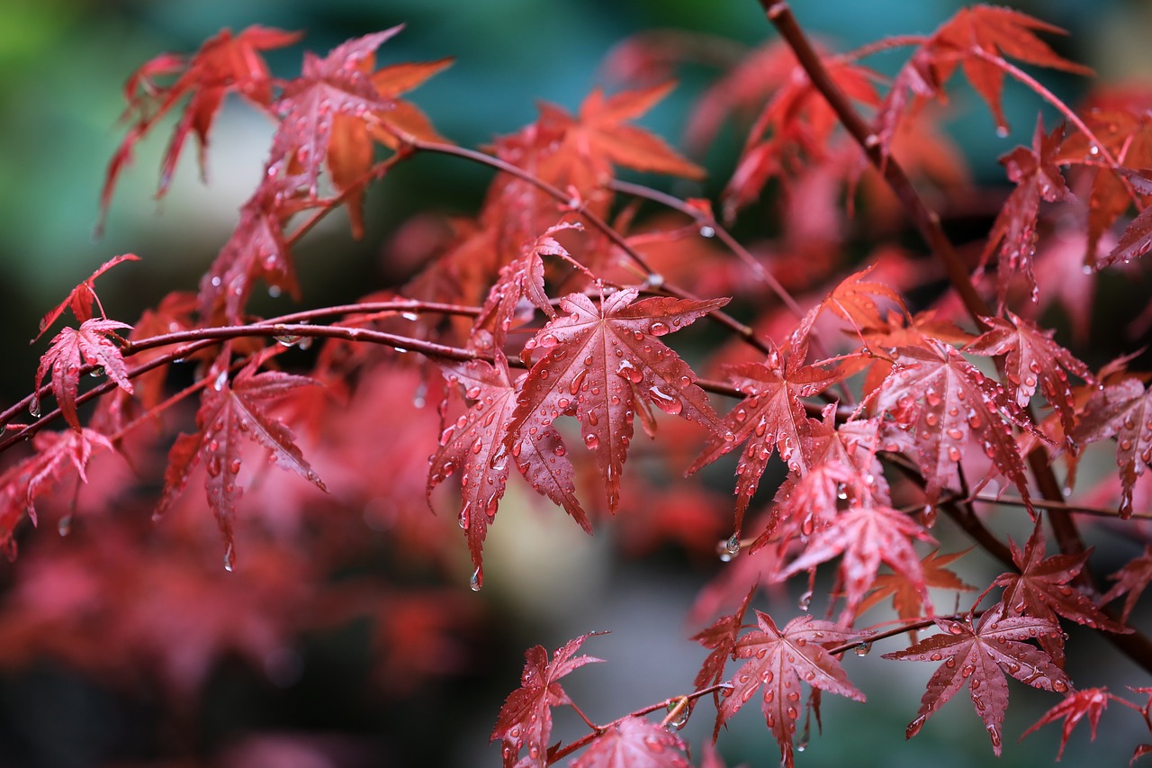 maple maple leaves raindrops water droplets wet japan maple leaves red leaves foliage red foliage nature branches maple maple maple maple maple maple leaves maple leaves raindrops red leaves red leaves nature nature