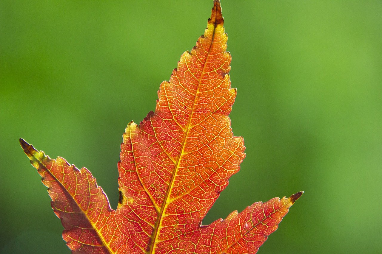 leaf maple maple leaf fall autumn tree plant nature closeup