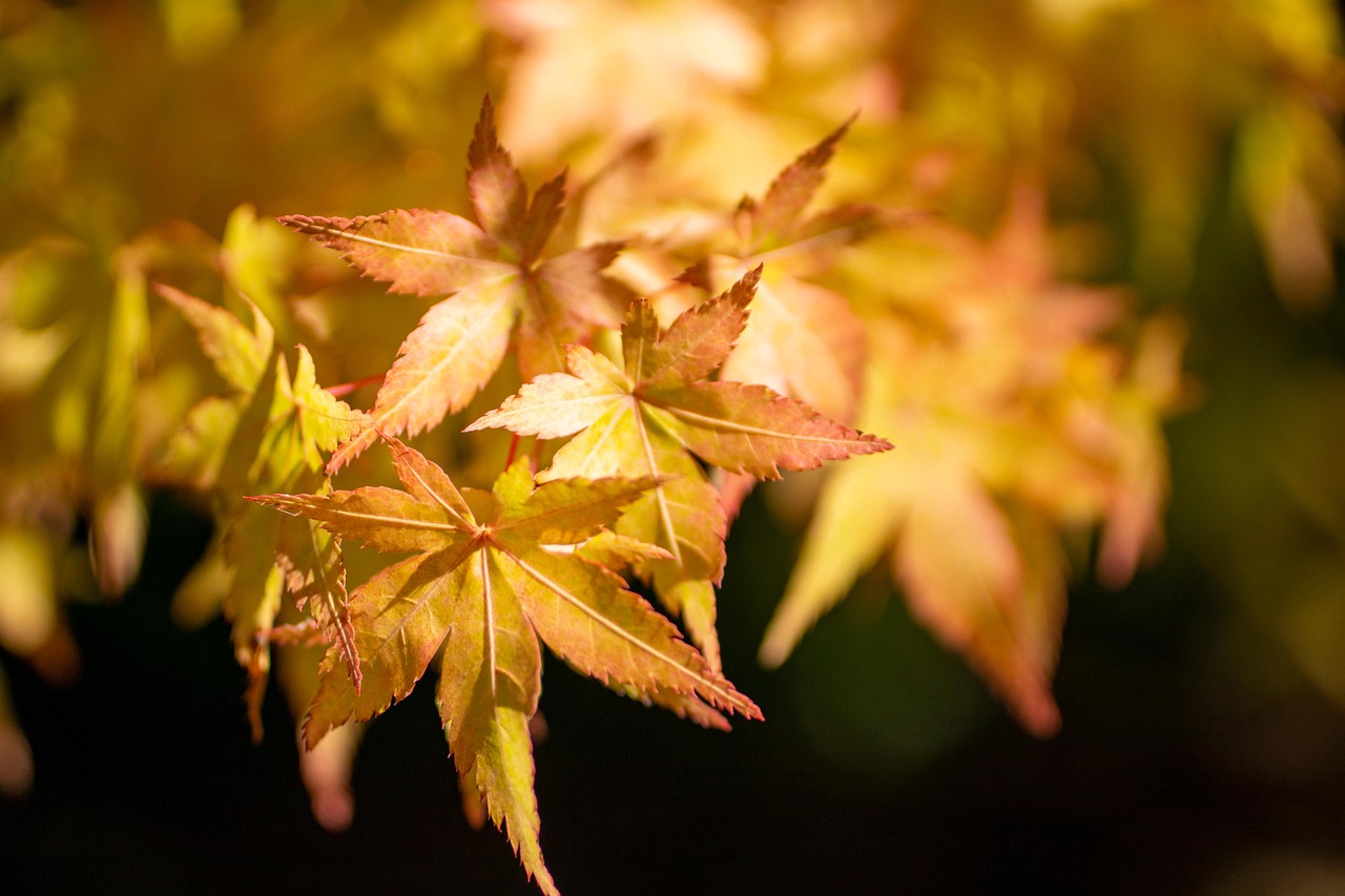 maple leaves japanese maple yellow leaves foliage fall autumn leaves nature japanese maple japanese maple fall autumn autumn autumn autumn autumn leaves nature