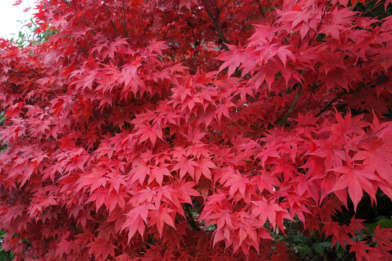 maple maple tree japanese maple red leaves nature fall autumn leaves maple leaves maple leaf plant botany japanese maple japanese maple japanese maple japanese maple japanese maple