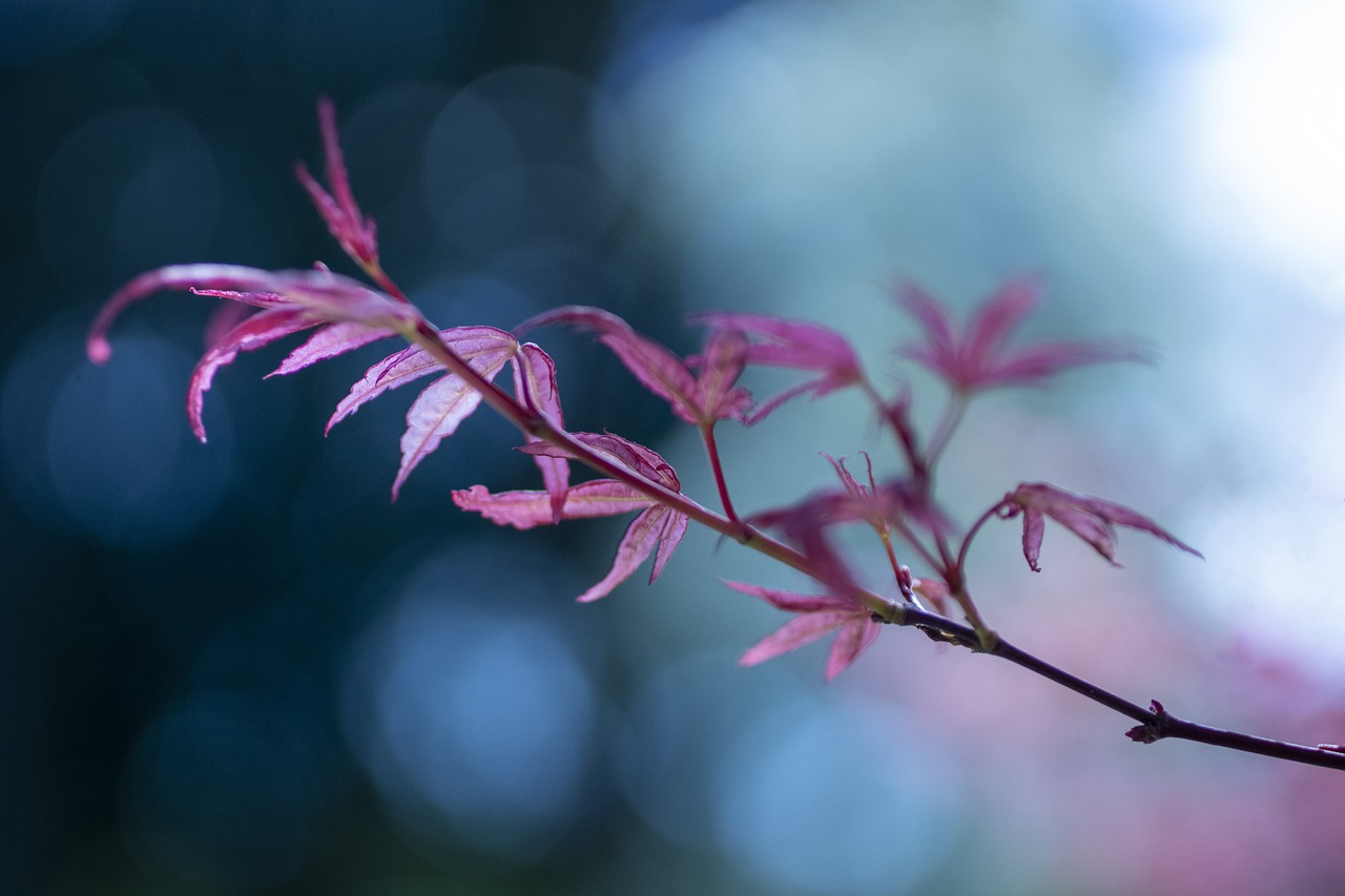 leaves tree branch green nature garden maple japanese maple leaves leaves leaves tree branch branch branch green green green nature garden garden garden garden garden maple japanese maple japanese maple