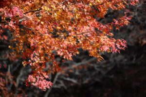 Japanese Red Maple Invasive Bot Verification