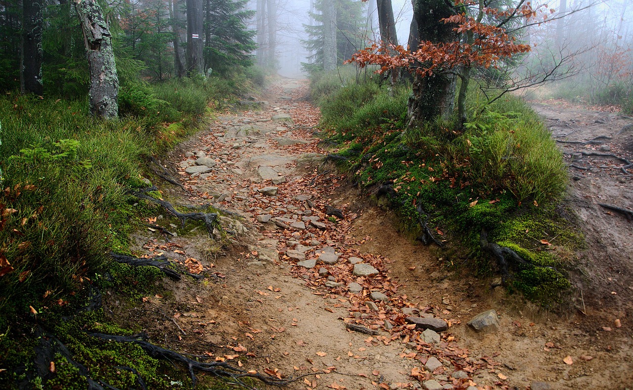 the path  trail  the roots of the  stones  the fog  mountains  beskids  jaworzyna  when  forest  nature  landscape  tourism  tree  forests  when  when  when  when  when