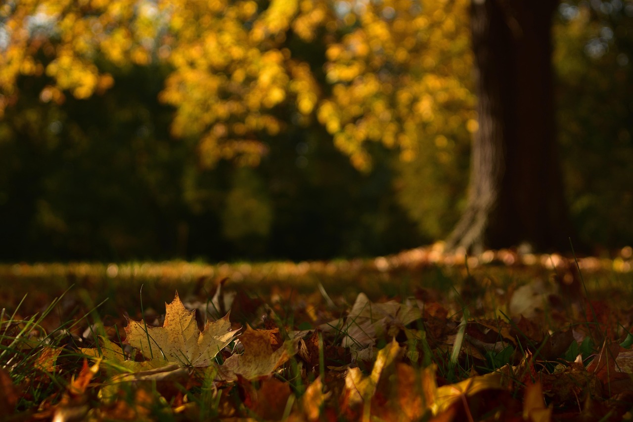 maple leaves leaves grass fallen leaves fall leaves fall foliage autumn foliage deciduous tree maple season nature autumn season autumn leaves maple leaves leaves fallen leaves fall leaves fall leaves maple autumn leaves autumn leaves autumn leaves autumn leaves autumn leaves