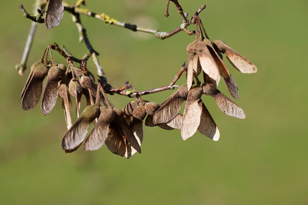 maple winged nut fruits seeds deciduous tree split fruits dry