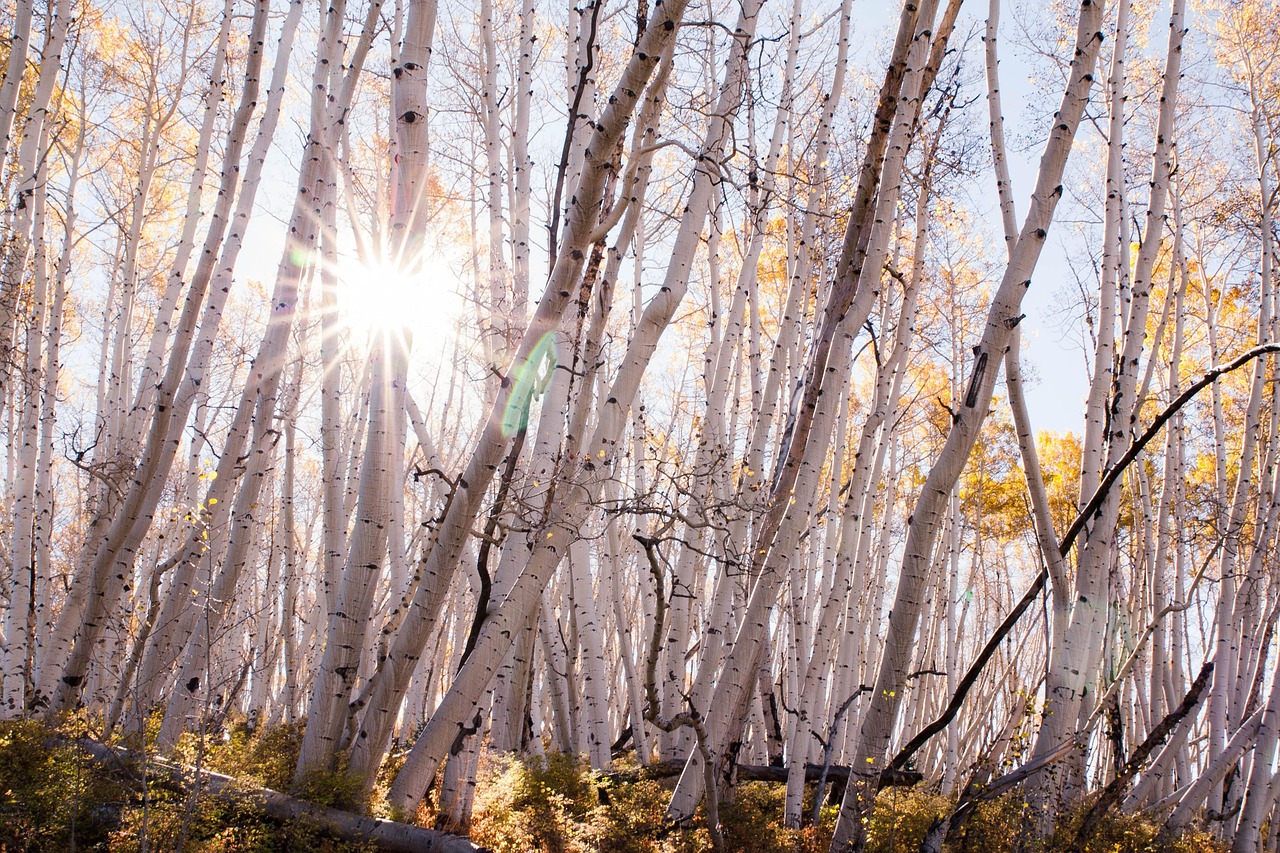 fall trees aspen autumn nature yellow forest sunlight foliage aspen aspen aspen aspen aspen