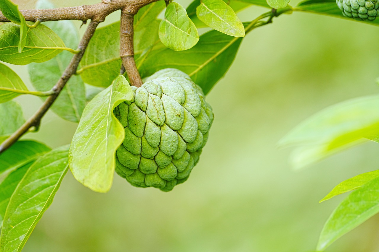 sugar apple custard apple healthy fruit nature exotic fruit fruit fruit fruit fruit fruit