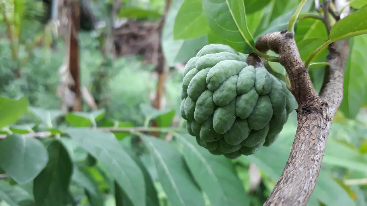 sugar apple sweet sop fruit ripe india sugar apple sugar apple sugar apple sugar apple sugar apple sweet sop india india