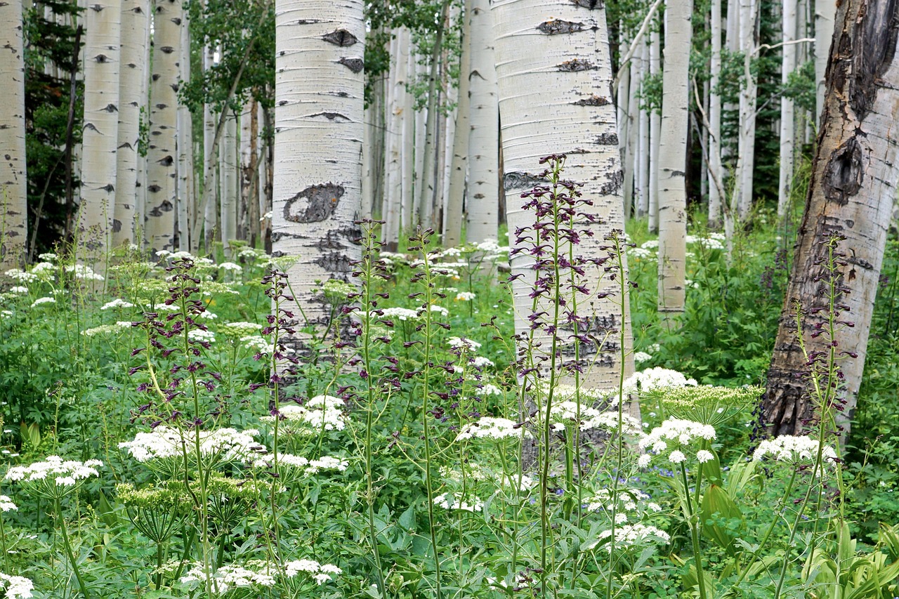 aspen forest wildflower colorado white green nature landscape trees aspen aspen aspen aspen aspen