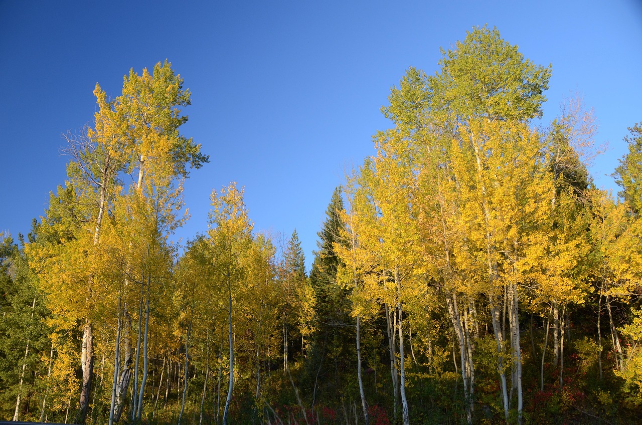aspen aspen trees color change autumn fall trees leaves colorful wyoming grand teton grand teton national park nature alpine mountains landscape scenery yellow rocky mountains colors fall colors forest autumn forest autumn colors aspen aspen aspen aspen aspen aspen trees aspen trees aspen trees aspen trees aspen trees