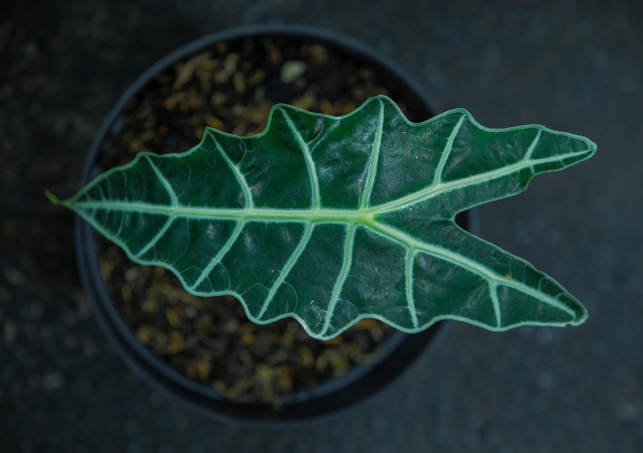 alocasia leaf plant pot potted plant alocasia alocasia plant nature greenery leaf flora alocasia alocasia alocasia alocasia alocasia