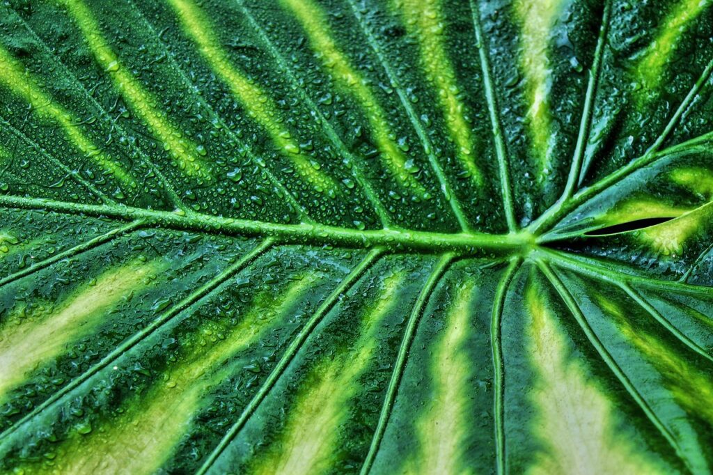 alocasia-azlanii-red-mambo-complete-plant-care-guide