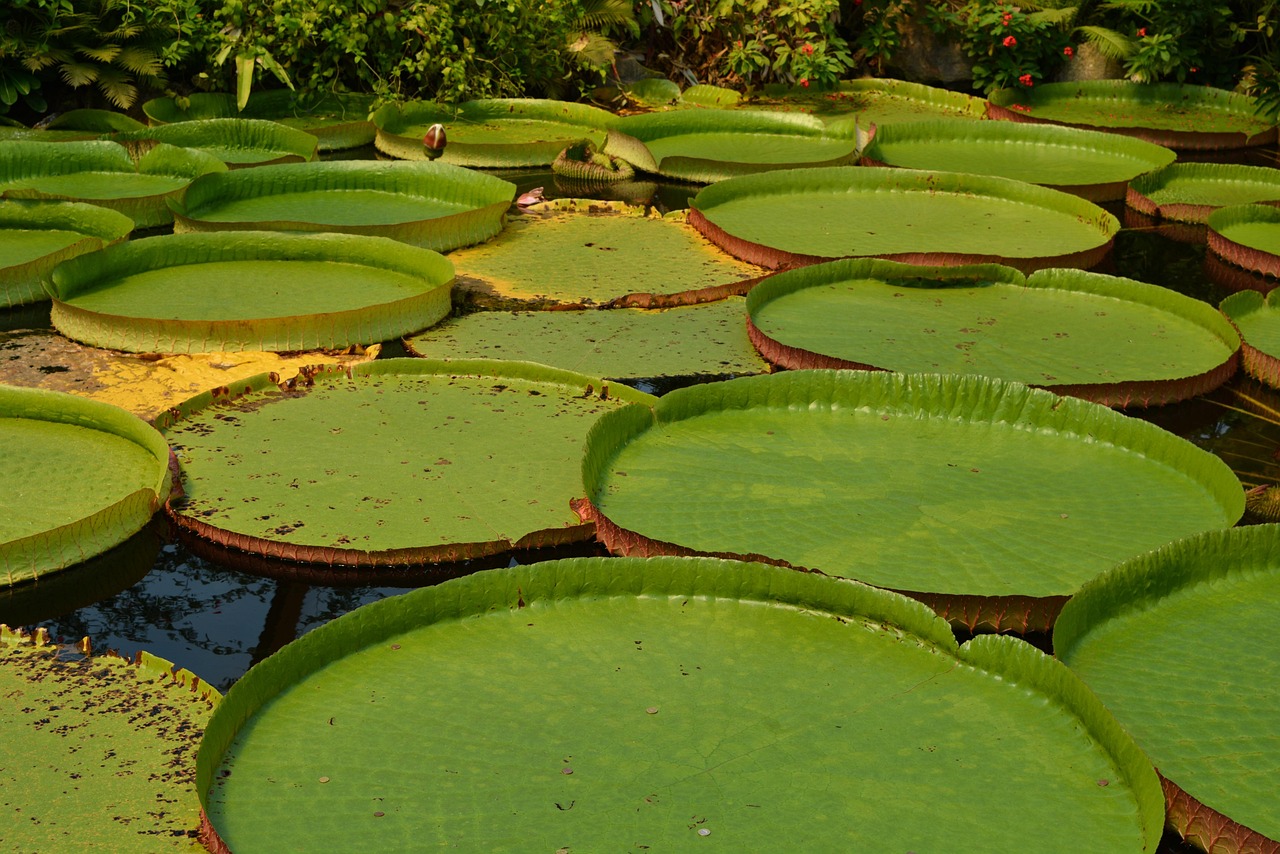 victoria amazonica  water lily  lily pads  giant water lily  water plant  aquatic plant  pond  nature  closeup  victoria amazonica  victoria amazonica  victoria amazonica  victoria amazonica  victoria amazonica