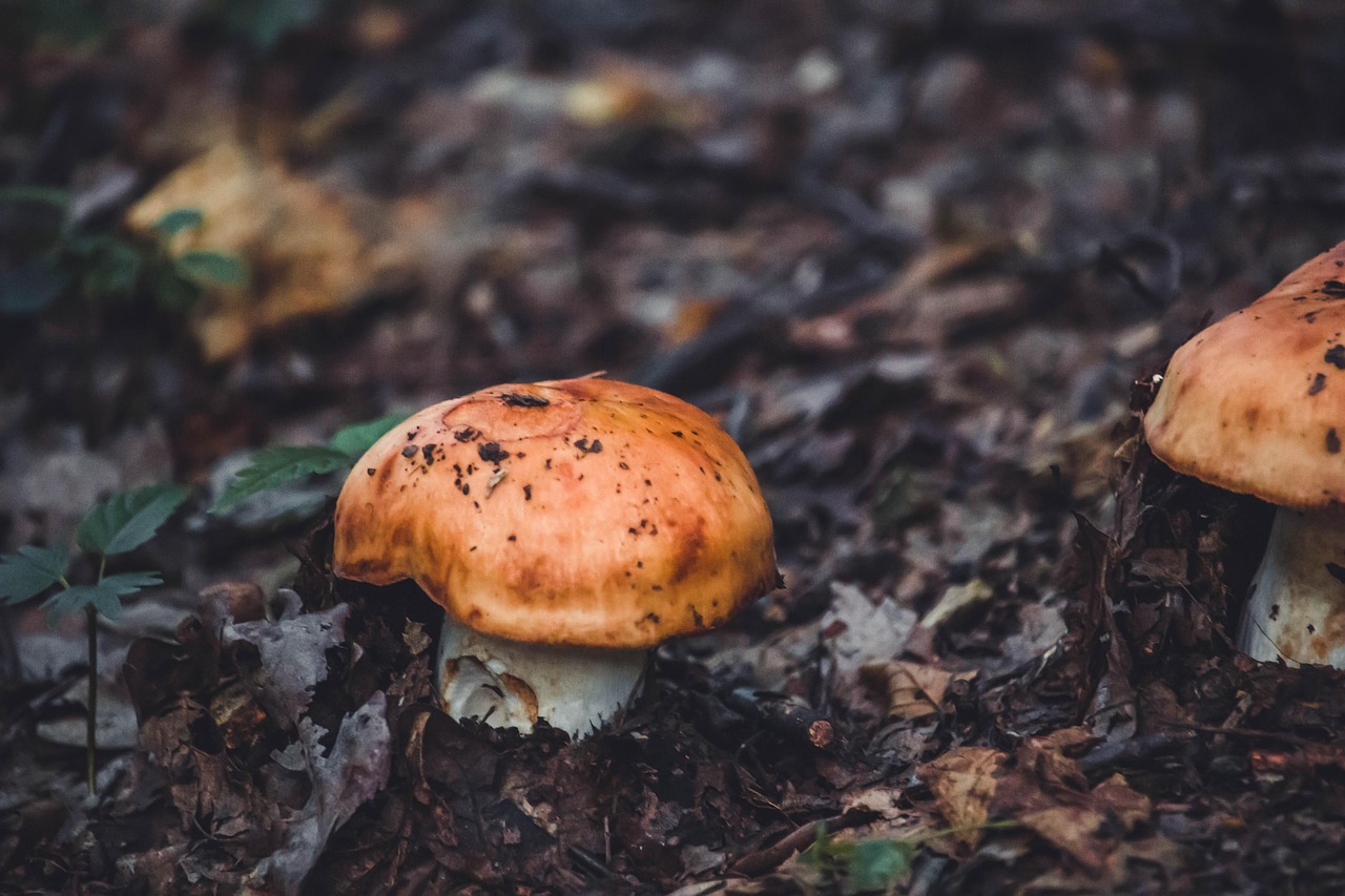 russula aurea  gilded brittlegill  mushroom  plant  nature  forest  edible mushroom