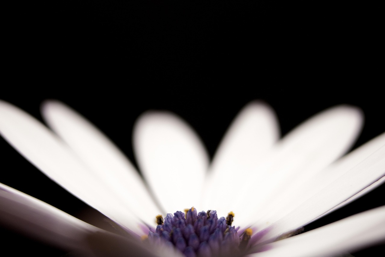 flower floral background petal beautiful wallpaper stem flora beautiful flowers floral desktop backgrounds nature outdoor wallpaper hd garden flower wallpaper windows wallpaper alive 4k wallpaper living beautiful nature grow close cool backgrounds 4k wallpaper 1920x1080 macro wallpaper hd detail free background flower background intricate pattern fragrance fragrant smell leaf leaves free wallpaper plant black garden wallpaper 4k nature background hd wallpaper laptop wallpaper black plant black wallpaper black leaf black pattern black gardening nature wallpaper black leaves full hd wallpaper black plants mac wallpaper black natural black closed